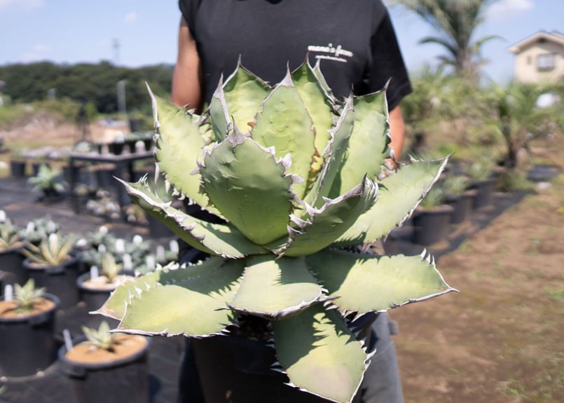アガベ【氷山】カキ仔 多肉植物 Agave Fo-76 特選特大株のカキコ株 | mana's farm:塊根植物