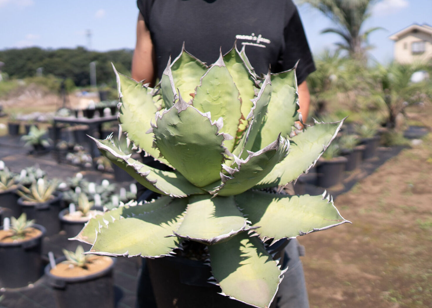 Agave Fo-76 特選特大株のカキコ株 | mana's farm:塊根植物・アガベ・ド