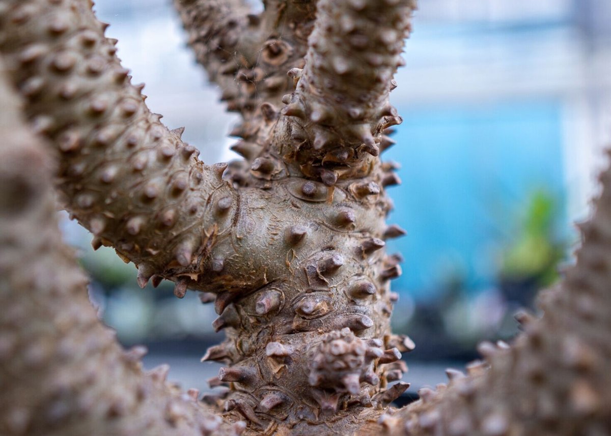 チレコドン ワリチー | mana's farm:塊根植物・アガベ・ドライガーデン