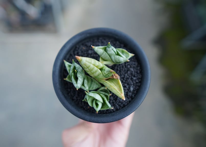 サンセベリア ボンセレンシス スーパードワーフ Sansevieria サンセベリア ボンセレンシス スーパードワーフ Sansevieria