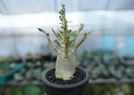 アデニウム　Adenium　No.14