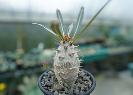 パキポディウム　カクチぺス　Pachypodium cactipes
