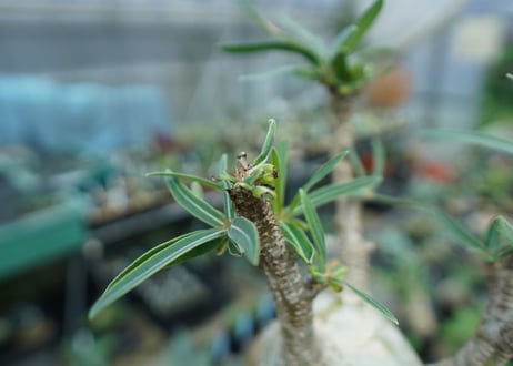 パキポディウム　グラキリス　 Pachypodium Gracilius  No.4