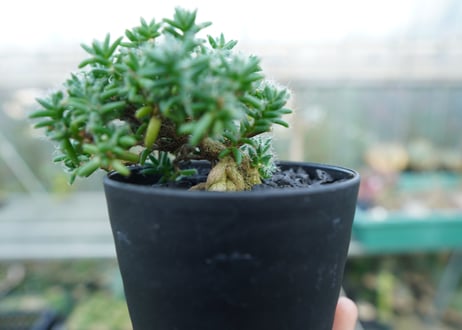 トリコディアデマ ステラツム　Trichodiadema stellatum  No.2
