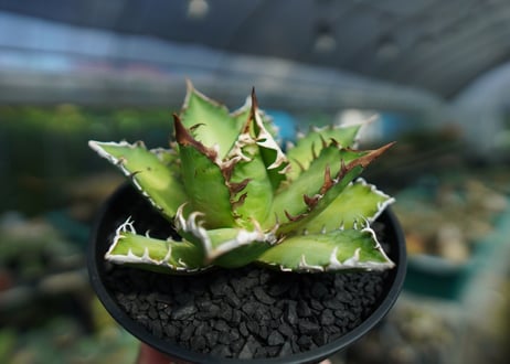 アガベ　チタノタ　レッドキャットウィーズル　Agave titanota Red catweezle　No.3