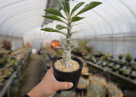 パキポディウム　サンデルシー　Pachypodeium saundersii