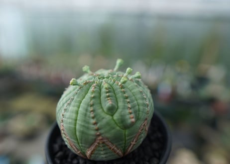 ユーフォルビア　オベサ　Euphorbia obesa