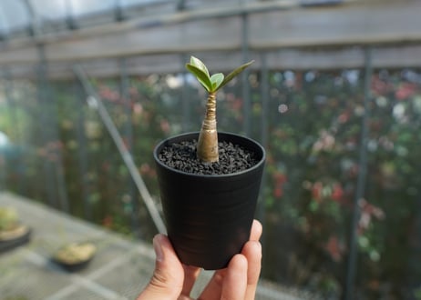 アデニウム　Adenium  No.2