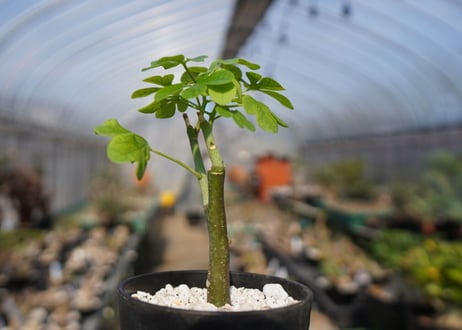 アデニア　グラウカ　Adenia glauca