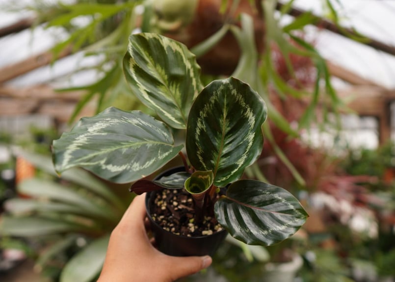 カラテア メダリオン | mana's farm:塊根植物・アガベ・ドライガーデン