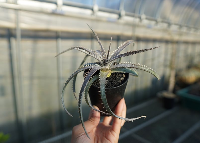 ディッキア ナガス Dyckia Nagas | mana's farm:塊根植物・アガベ・ド