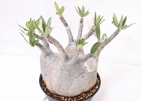 Pachypodium Gracilius パキポディウム  グラキリス  未発根