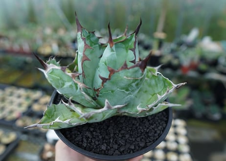 アガベ　チタノタ　 ブラックアンドブルー 　Agave titanota black and blue　No.3