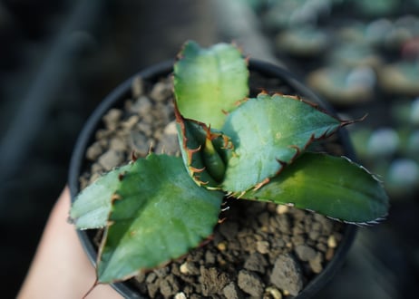 アガベ　チタノタ　ブルー　agave titanota Blue