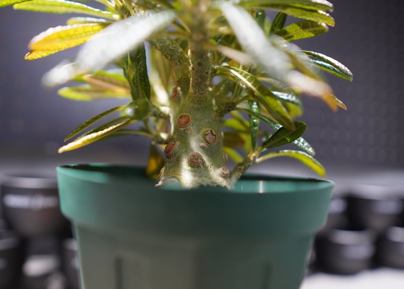 塊根植物 ドルステニア ギガス実生