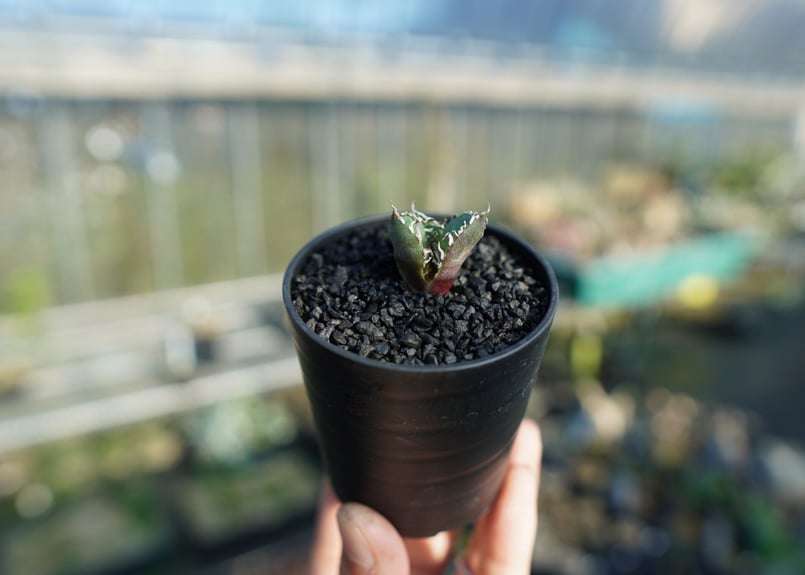 アガベ チタノタ 鬼爪雪峰 Agave titanota “Onitsume Yukimin