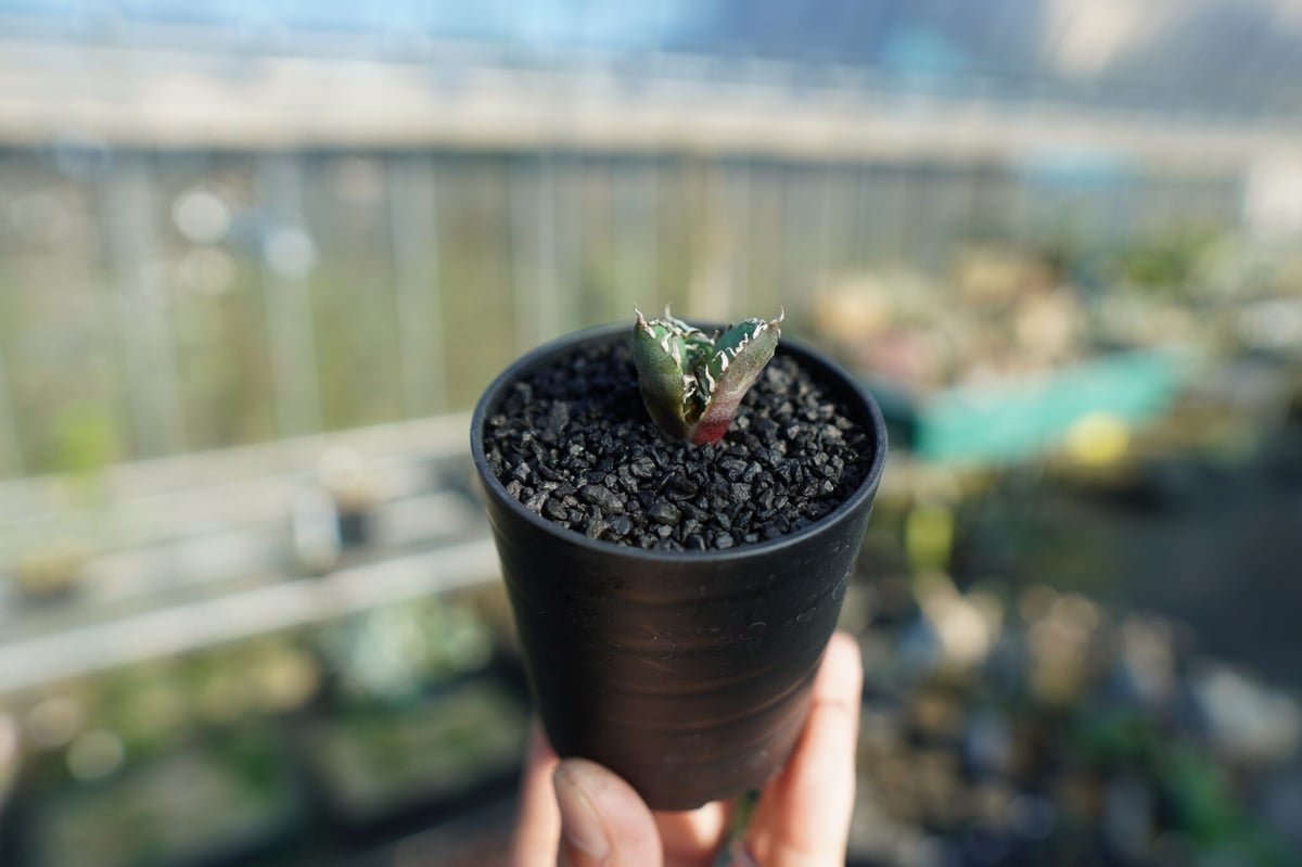 アガベ チタノタ 鬼爪雪峰 Agave titanota “Onitsume Yukimin