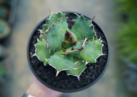 アガベ　チタノタ　姫厳龍　Agave titanota dwarf