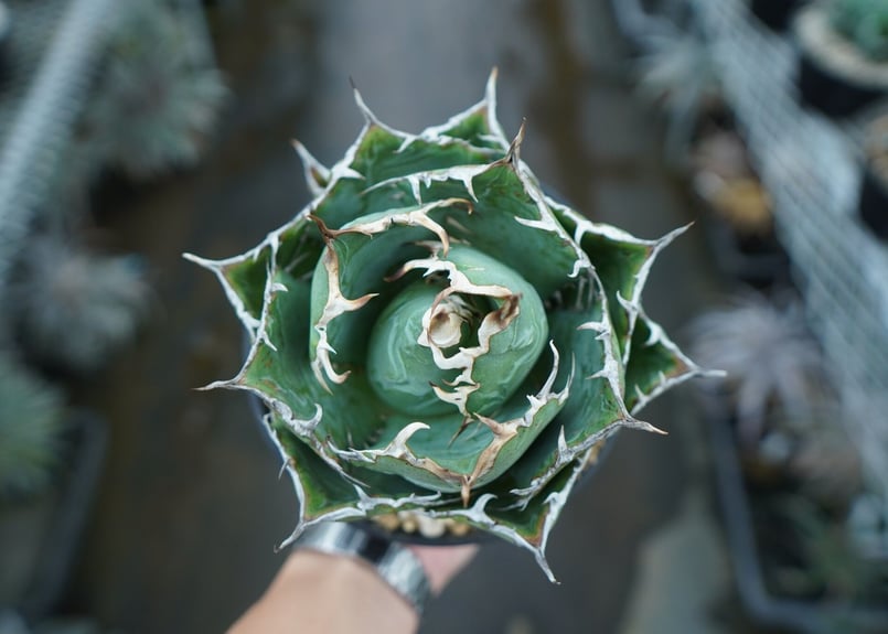 【coco】アガベ チタノタ 白鯨 アガベ チタノタ 白鯨 子株 鉢付き（WW-15） | アガベ専門店