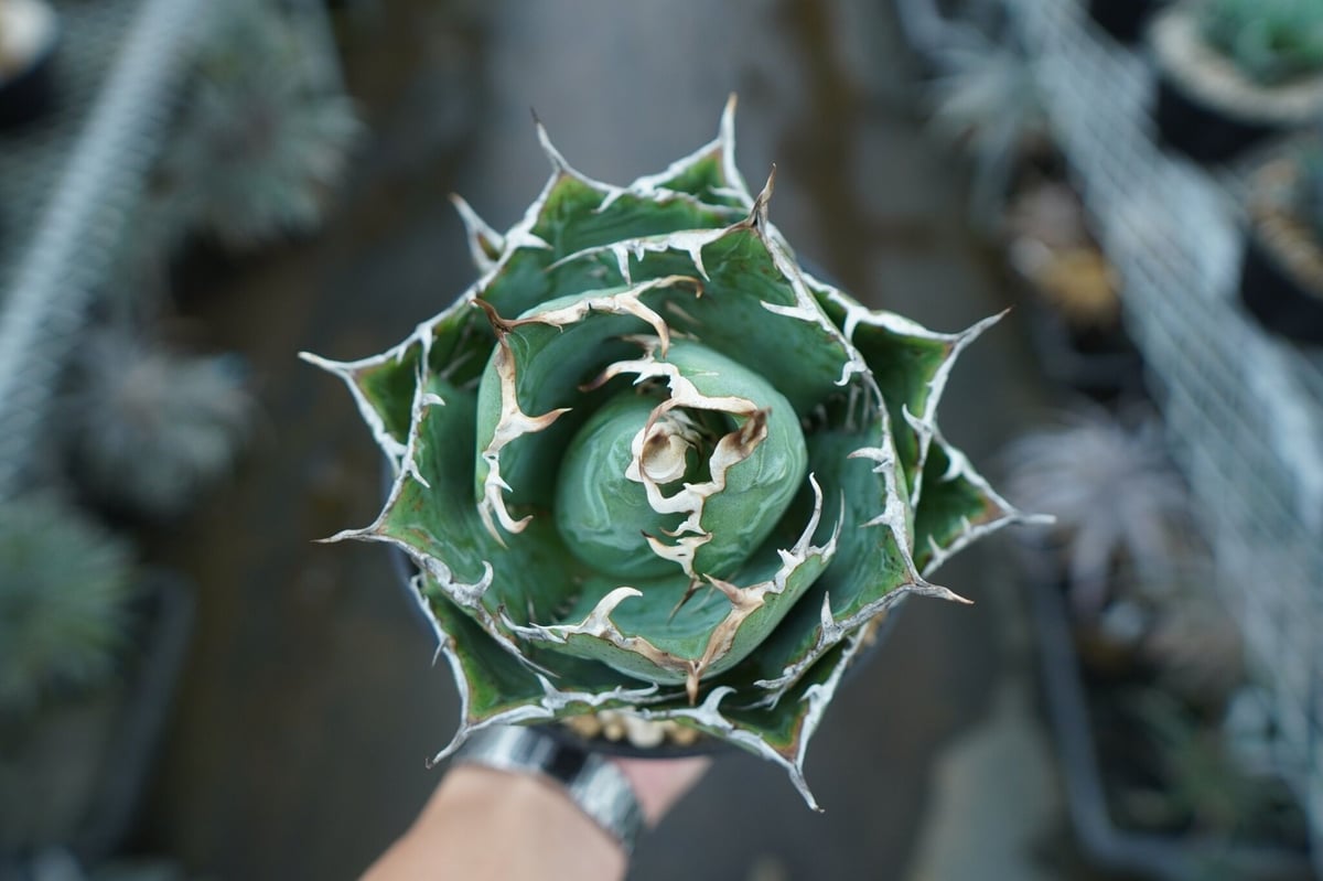 アガベ チタノタ 白鯨 Agave titanota White whale NO.1 | m アガベ チタノタ 白鯨 Agave titanota White whale NO.1 | m