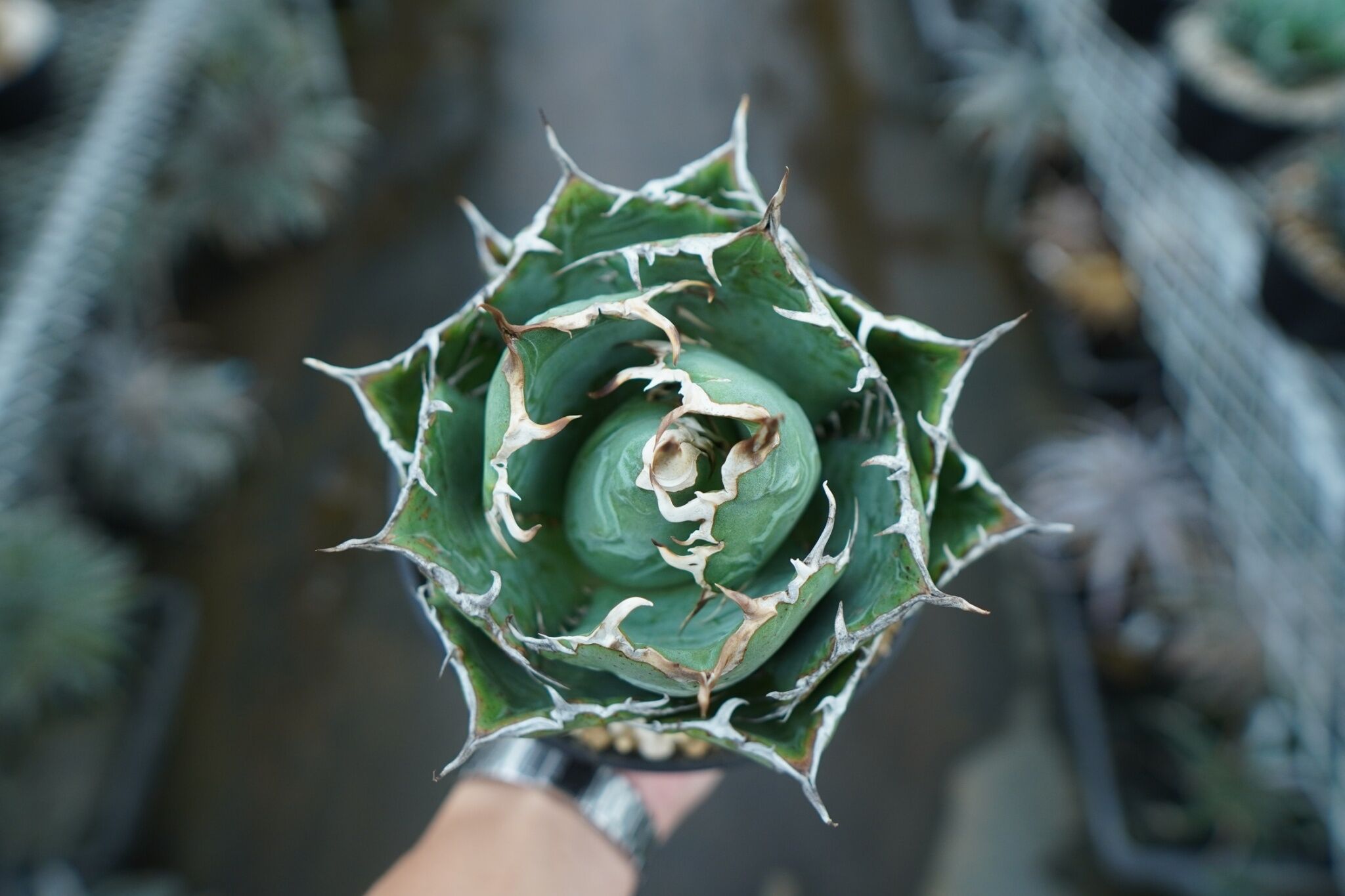 アガベ チタノタ 白鯨 Agave titanota White whale NO.1 | m