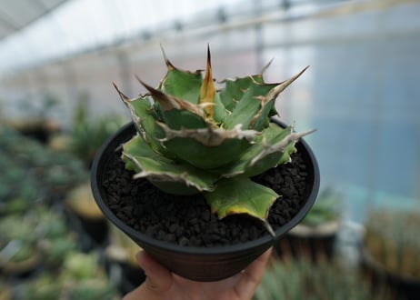 アガベ　チタノタ　獅子光　agave titanota  lion light