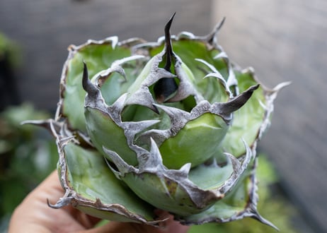 Agave B&B A NO.4