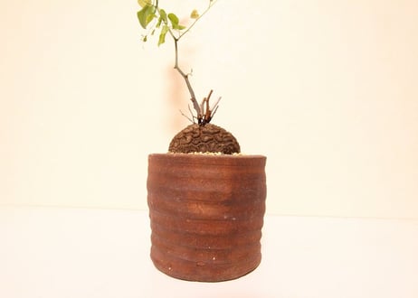 亀甲竜 ディオスコレア　Dioscorea elephantipes no.2