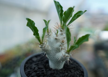 パキポディウム　サンデルシー　Pachypodeium saundersii  No.5