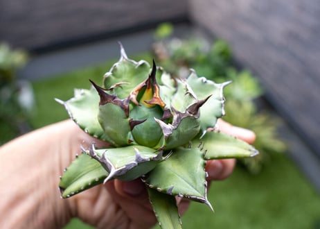 Agave titanota dwarf 姫厳龍NO.6