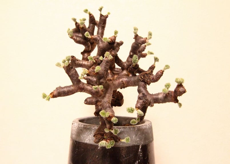 ペラルゴニウム ミラビレ Pelargonium mirabile | mana's farm