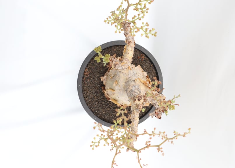 キフォステンマ ベティフォルメ | mana's green:塊根植物販売 キフォステンマ ベティフォルメ | mana's green:塊根植物販売