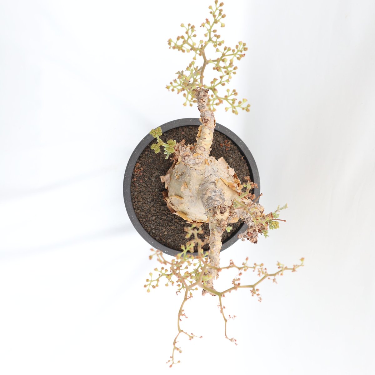 キフォステンマ ベティフォルメ | mana's green:塊根植物販売 キフォステンマ ベティフォルメ | mana's green:塊根植物販売