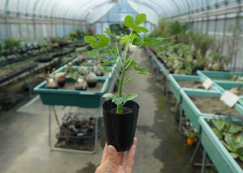 アデニア グラウカ Adenia glauca No.3 | mana's farm:塊根植