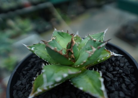 アガベ　チタノタ 　Agave titanota　No.6