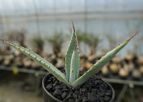 アガベ　屈原の舞扇 Agave 'Kutsugen no Maiougi'
