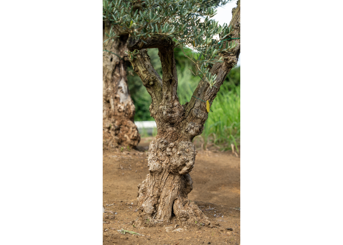 非公開農園・代表選抜】“作り込み枝ぶり”の一点物 輸入古木オリーブ