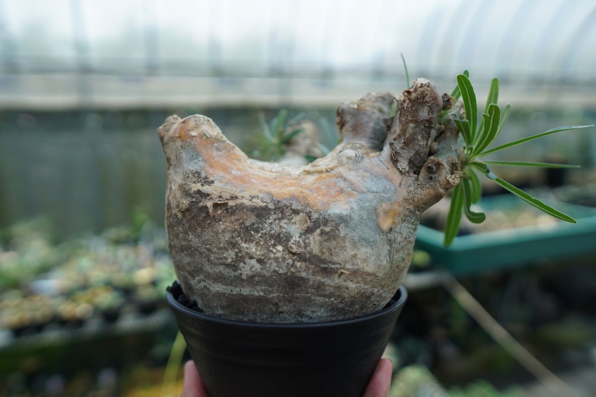 パキポディウム グラキリス Pachypodium Gracilius No.3 | ma パキポディウム グラキリス Pachypodium Gracilius No.3 | ma
