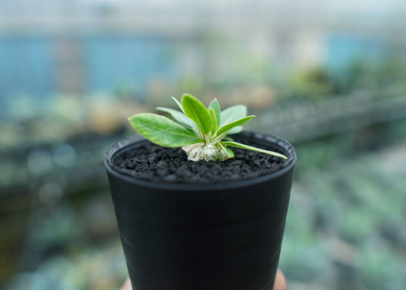 パキポディウム 恵比寿笑い Pachypodium brevicaule ④ パキポディウム “恵比寿笑い”+ plants monsters pot 「Pachypodi