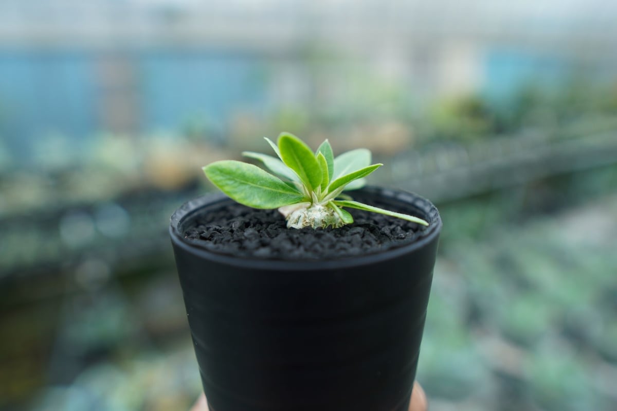 パキポディウム 恵比寿笑い Pachypodium brevicaule No.4 | man