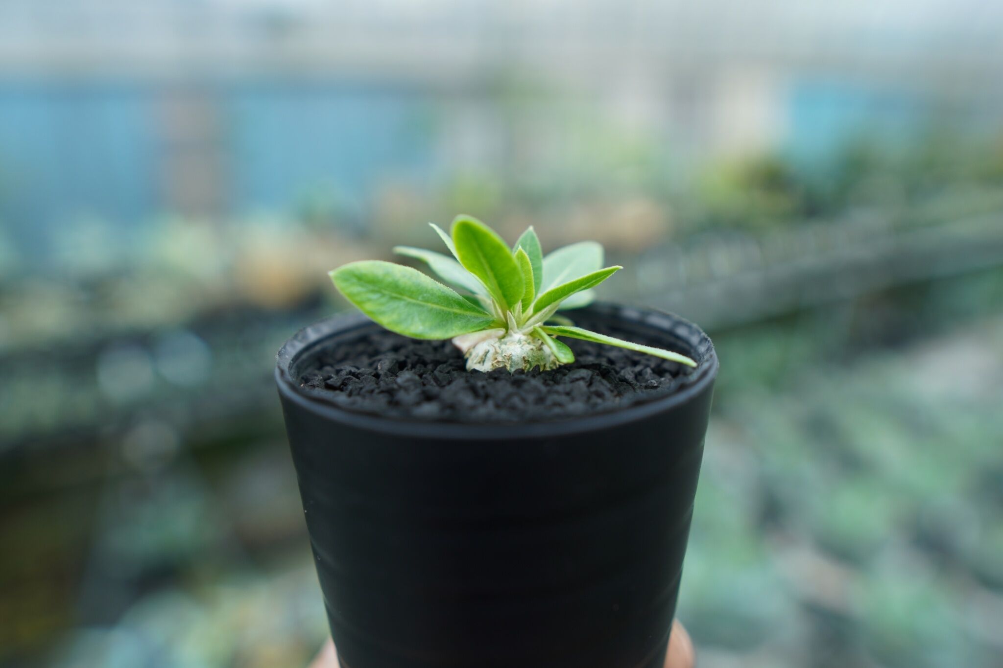 パキポディウム 恵比寿笑い Pachypodium brevicaule No.4 | man