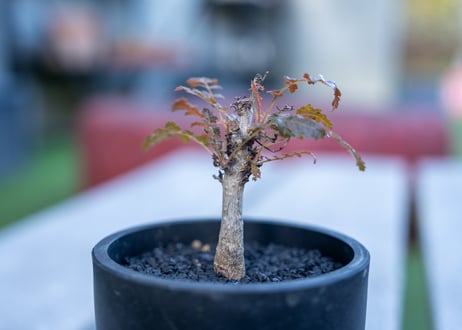 モンソニア ペニクリナム 実生株(A)（抜き苗） モンソニア ペニクリナム 実生株(A)（抜き苗） KawagoeRyo