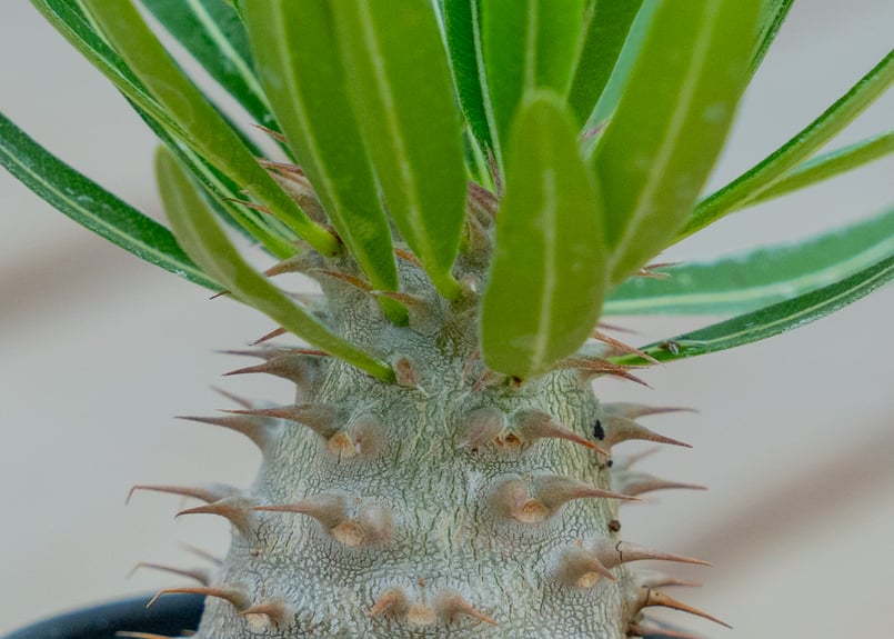 パキポディウム グラキリス × デンシフローラム NO.1 | mana's farm:塊