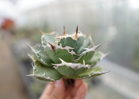 Agave titanota FO-76  D NO.3