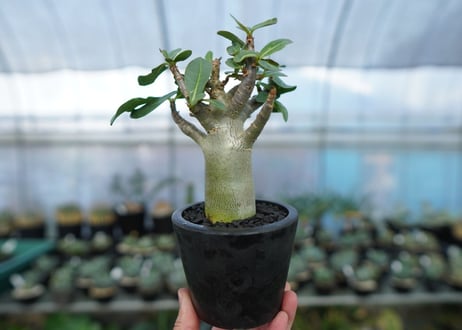 アデニウム　Adenium　No.17