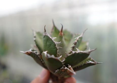 Agave titanota FO-76 C NO.5