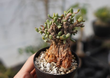 Ceraria pygmaea ケラリア ピグマエア　C NO.2