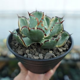 M*a様 大好評！アガベメイン☆塊根19種セット！希少品種あり！ M*a様 大好評！アガベメイン☆塊根19種セット！希少品種あり