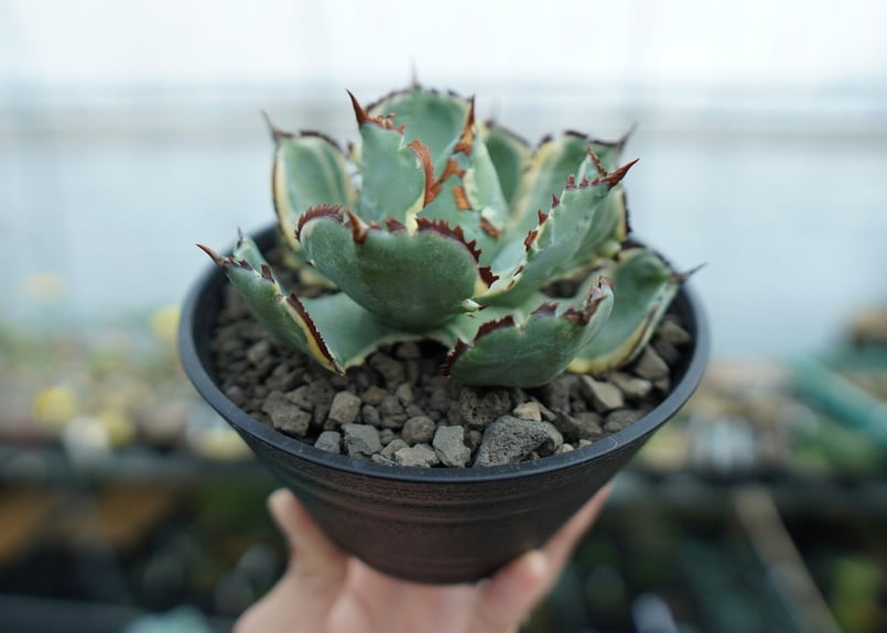 アガベ 兜蟹錦 連棘 Agave isthmensis “Kabutogani” varieg