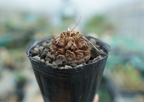 亀甲竜　Dioscorea elephantipes　No.10